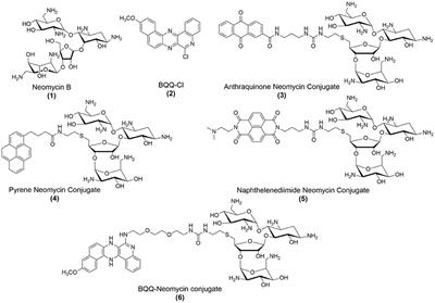 Surface Dependent Dual Recognition of a G-quadruplex DNA With Neomycin-Intercalator Conjugates